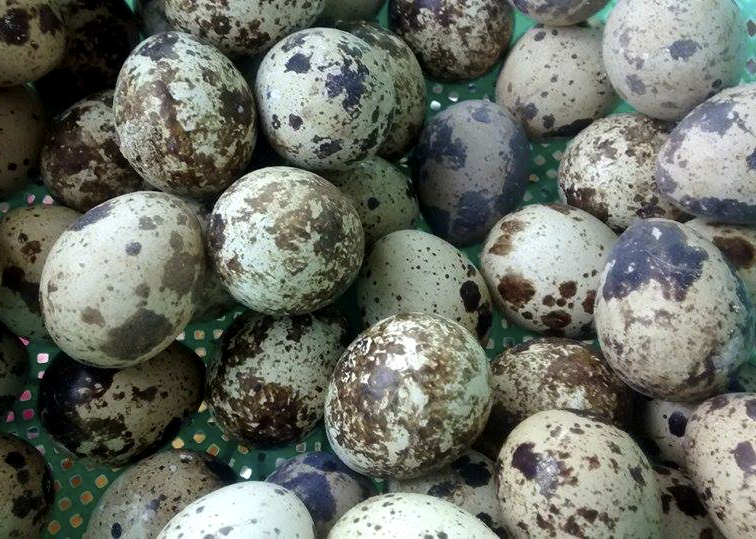 Ovos de codorna
